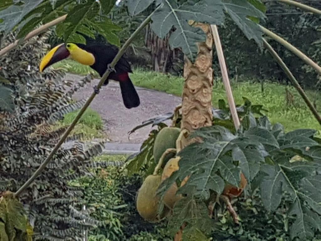 Yellow House Quepos Zewnętrze zdjęcie